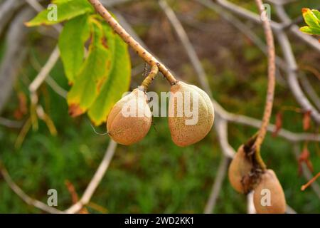 California buckeye oder California Horse-Chesnut (Aesculus californica) ist ein sommergrüner kleiner Baum aus Kalifornien, USA. Mit Früchten. Stockfoto