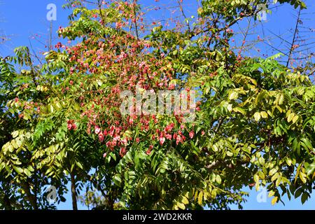 Chinesischer goldener Regenbaum oder chinesischer Flammenbaum (Koelreuteria bipinnata) ist ein Laubbaum aus Südchina. Früchte und Blätter Detail. Stockfoto