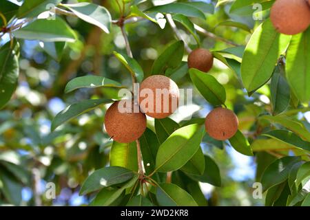 Sapodilla (Malnikara zapota) ist ein immergrüner Baum aus der Karibik, Mittelamerika und Mexiko, der in Südamerika und dem tropischen Asien eingeführt wurde. I Stockfoto
