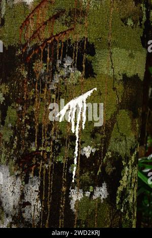 Sapodilla (Malnikara zapota) ist ein immergrüner Baum aus der Karibik, Mittelamerika und Mexiko, der in Südamerika und dem tropischen Asien eingeführt wurde. I Stockfoto