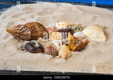 Sri-lankische Muschel und Stein in weißem Sand, blaue Farbe oben, schwarze Farbe unten. Stockfoto