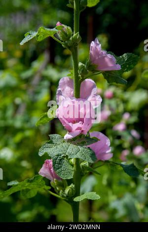 Weiß-rosa Blüten von Moschusmalve oder Lavatera mit einem gelben Zentrum beleuchtet von der Sonne im Innenhof des Hauses im Sommer. Malvenblüten, selektiv f Stockfoto