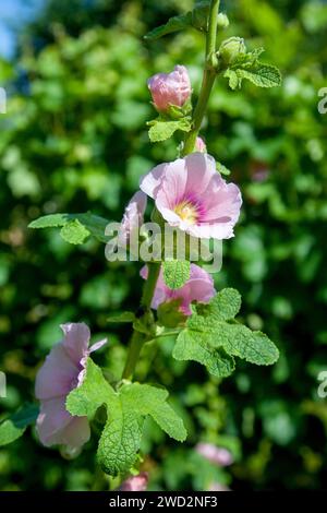 Weiß-rosa Blüten von Moschusmalve oder Lavatera mit einem gelben Zentrum beleuchtet von der Sonne im Innenhof des Hauses im Sommer. Malvenblüten, selektiv f Stockfoto