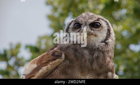 Barred Owl Nahaufnahme Stockfoto