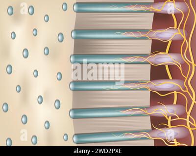 Dentin oder Dentin ist ein verkalktes Gewebe des Körpers. Dentintubuli. Der Zahnquerschnitt ist Dentin. Stock Vektor