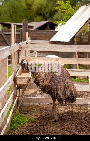 Der australische Strauß emu, bekannt als Dromaius novaehollandiae, ist der zweitgrößte lebende Vogel der Welt. Emu ist flugunfähiger Vogel und heimisch in Austral Stockfoto