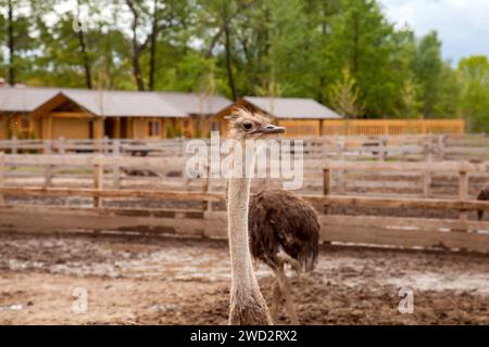 Nahaufnahme des Straußes - Struthio camelus ist eine flugunfähige Vogelart, die in großen Teilen Afrikas beheimatet ist, der größte lebende Vogel mit langer Länge Stockfoto