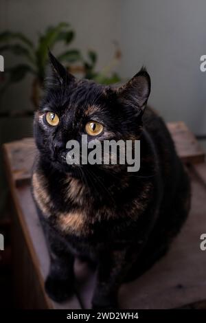 Junge Schildpatt-Katze, die aus dem Fenster schaut. Stockfoto