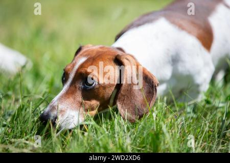 Ein Dackel läuft auf einem grünen Rasen. Ein Hund auf einem Spaziergang im Sommer. Stockfoto