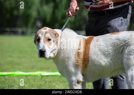 Ein riesiger Alabai-Hund bei einer Hundeshow. Stockfoto