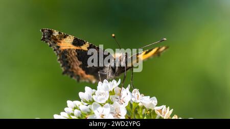 Kleine Schildkröte Aglais urticae, dargestellt von unten mit Proboscis im Blütenfütterungskopf auf, hinterleuchtet, Garten, North Yorkshire, August Stockfoto