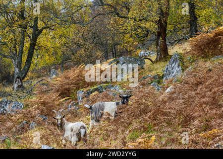 Zwei wilde Ziegen in den schottischen Highlands, die am steilen Felshang weiden, Cairngorms National Park, Schottland, Oktober Stockfoto