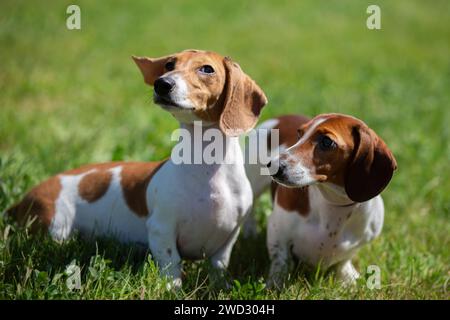 Zwei süße Dackel laufen auf dem grünen Rasen. Ein Hund auf einem Spaziergang im Sommer. Stockfoto