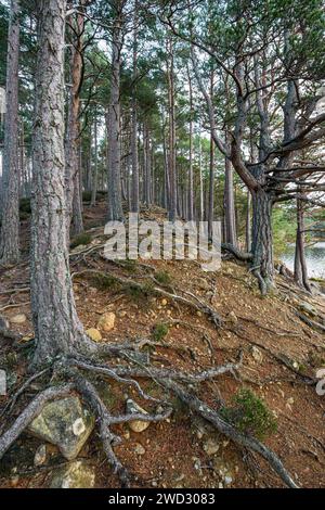 Kiefern, die zeigen, wo das Wasser und der Regen des Loch aufgestiegen sind und den Boden unter den Wurzeln weggespült haben, obwohl sie sich auf einer höheren Ebene befinden. Loch an eilean R Stockfoto