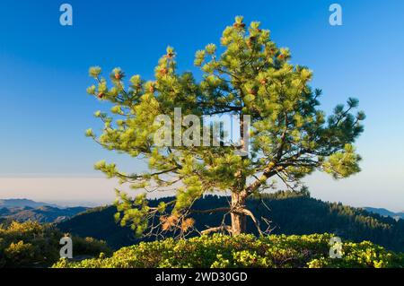 Jeffrey Pine (Pinus jeffreyi) am Buena Vista Peak, Kings Canyon National Park, Kalifornien Stockfoto