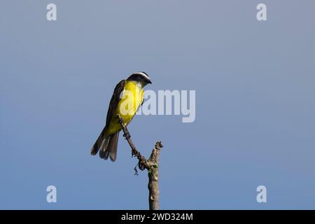 Social Flycatcher, Myiozetetes similis, Amazonas Basin, Brasilien Stockfoto