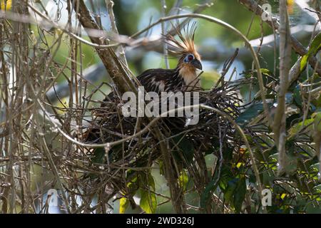 Nisting Hoatzin, Opisthocomus hoazin, Amazonasbecken, Brasilien Stockfoto