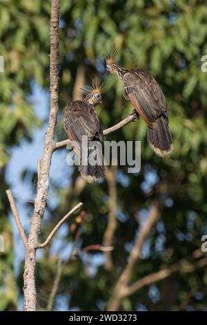 Zwei Hoatzin, Opisthocomus hoazin, auf einem Baumzweig, Amazonasbecken, Brasilien Stockfoto