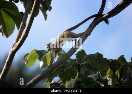 Collin's Eichhörnchenaffe, Saimiri collinsii, isst eine Frucht, Amazonasbecken, Brasilien Stockfoto