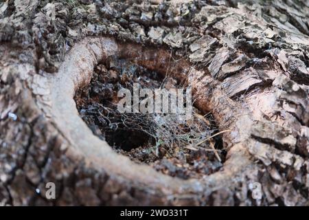 Hohler Baum bedeckt mit Spinnennetzen, tagsüber Foto, keine Leute anwesend Stockfoto