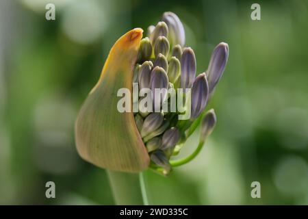 Nahaufnahme einer Knospe von Agapanthus africana (afrikanische Lilie), aus der Blütenstände mit blauen Blüten erscheinen Stockfoto