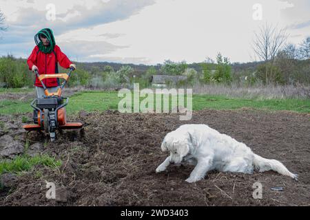 Der Landwirt führt den Kultivator und schafft die ideale Umgebung für den bevorstehenden Anbau. Ein junger Labrador liegt auf frisch gepflügtem Boden im Garten Stockfoto