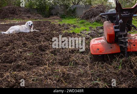 Der Landwirt führt den Kultivator und schafft die ideale Umgebung für den bevorstehenden Anbau. Ein junger Labrador liegt auf frisch gepflügtem Boden im Garten Stockfoto