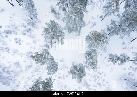 Luftbild von gefrorenem Wald mit Schnee- und Eisbedeckten Bäumen. Winterlandschaft aus der Vogelperspektive. Stockfoto