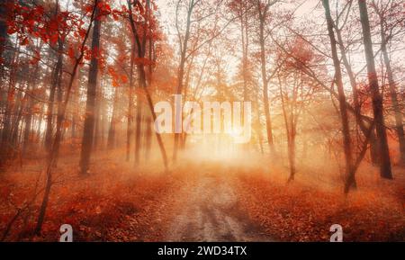 Herbstlicher Nebelwald am frühen Morgen. Wanderwegslandschaft im traumhaften Nebelwald mit Sonnenstrahlen. Herbstfarben. Stockfoto