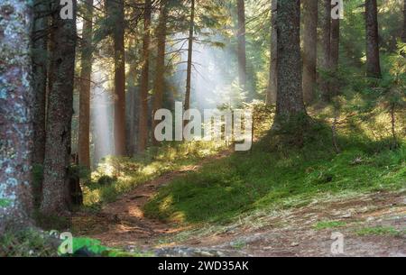 Wunderschöne Waldlandschaft mit Sonnenstrahlen, die durch den Morgennebel leuchten. Stockfoto