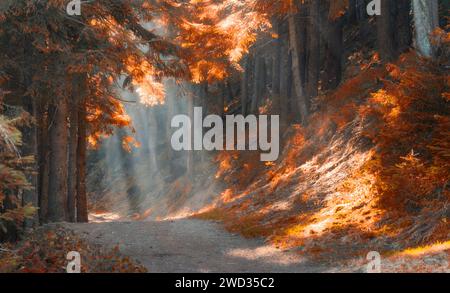 Herbstmärchenwald mit Sonnenstrahlen, die durch den Morgennebel strahlen. Stockfoto