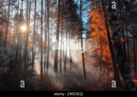 Nebeliger Herbstwald am Morgen. Wunderschöne Landschaft mit hellen Sonnenstrahlen, die durch den dichten Nebel strahlen und eine fabelhafte Atmosphäre schaffen. Stockfoto