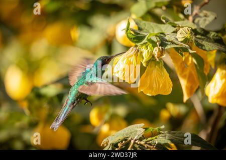 Funkelnde Violetear (Colibri coruscans), Kolibri-Arten, die in den Hochländern Nord- und Westsüdamerikas weit verbreitet sind. Valle Del Cocora, Quindio Stockfoto