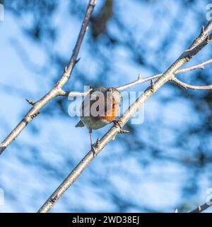 Rotkehlchen, Erithacus rubecula Stockfoto