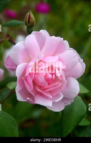 Pink Rosa „Paul Transon“ Kletterrosenblume, die in den Borders im RHS Garden Harlow Carr, Harrogate, Yorkshire, England, Großbritannien angebaut wird Stockfoto