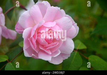 Pink Rosa „Paul Transon“ Kletterrosenblume, die in den Borders im RHS Garden Harlow Carr, Harrogate, Yorkshire, England, Großbritannien angebaut wird Stockfoto