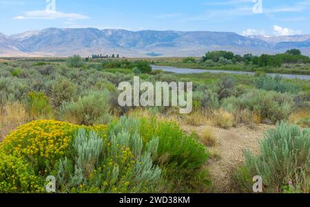 Die Ausläufer der Bear Tooth Mountains im Morgengrauen an einem Sommertag mit Sagebrush und wilden Blumen aus den Bear Tooth Mountains, Cooke City, USA. Stockfoto