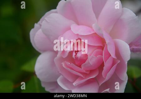 Pink Rosa „Paul Transon“ Kletterrosenblume, die in den Borders im RHS Garden Harlow Carr, Harrogate, Yorkshire, England, Großbritannien angebaut wird Stockfoto