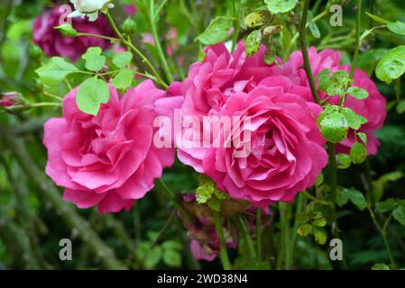 Bright Pink Rosa „Laguna“ Kletterrosenblume, die in den Grenzen des RHS Garden Harlow Carr, Harrogate, Yorkshire, England, Großbritannien angebaut wird Stockfoto