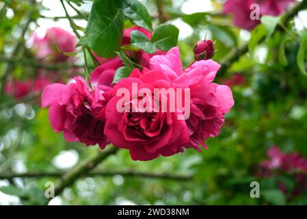 Bright Pink Rosa „Laguna“ Kletterrosenblume, die in den Grenzen des RHS Garden Harlow Carr, Harrogate, Yorkshire, England, Großbritannien angebaut wird Stockfoto