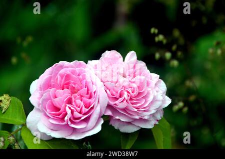 Soft Pink Double Climbing Rose (Rosa „Mortimer Sackler“) Blume, die in den Borders bei RHS Garden Harlow Carr, Harrogate, Yorkshire, England, Großbritannien angebaut wird Stockfoto
