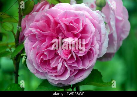 Soft Pink Double Climbing Rose (Rosa „Mortimer Sackler“) Blume, die in den Borders bei RHS Garden Harlow Carr, Harrogate, Yorkshire, England, Großbritannien angebaut wird Stockfoto
