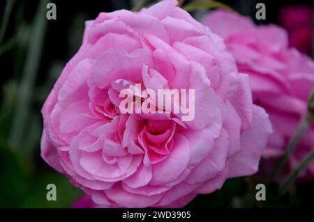 Soft Pink Double Climbing Rose (Rosa „Mortimer Sackler“) Blume, die in den Borders bei RHS Garden Harlow Carr, Harrogate, Yorkshire, England, Großbritannien angebaut wird Stockfoto