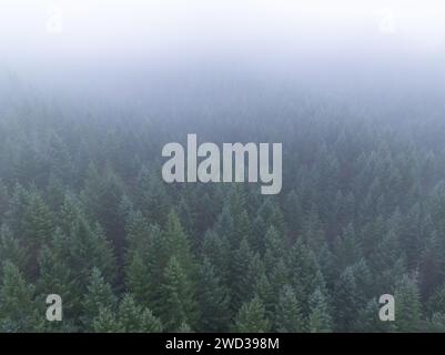 Nebel zieht durch einen pazifischen Nordwesten Wald westlich von Portland, Oregon. In dieser Region der USA gibt es ausgedehnte Wälder, Berge und Flüsse. Stockfoto