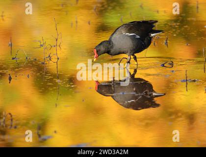 Gemeine Moorhe Gallinula chloropus, auf der Suche in einem flachen Becken mit Reflexionen von benachbarten Bäumen, bedeckt mit herbstfarbenen Blättern, November. Stockfoto