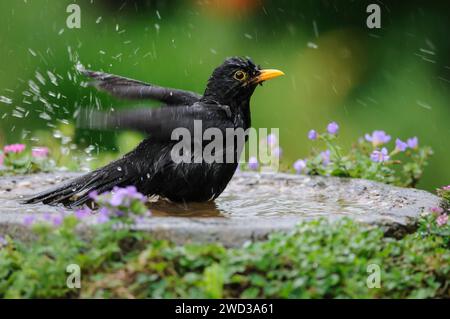 Eurasische Amsel Turdus merula, männlich, Baden im Garten Vogelbad, Juli. Stockfoto