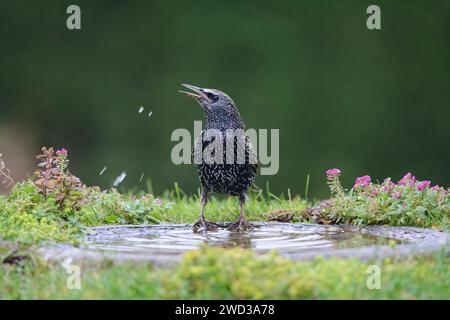 Europäischer Star Sturnus vulgaris, trinkt aus dem Vogelbad im Garten Dezember. Stockfoto