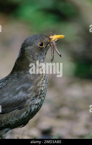 Eurasische Amsel Turdus merula, Weibchen mit Würmern, um Jungtiere zu füttern, April. Stockfoto