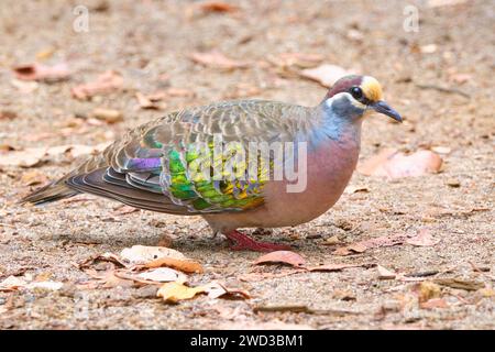 Ein männlicher Gemeiner Bronzewing, Phaps chalcoptera, eine Art mittelgroßer Taube, die in Australien beheimatet ist, im Margaret River, Westaustralien. Stockfoto