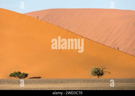 Landschaft mit Bäumen am großen Dünenfuß mit Menschen, die am Rand klettern, aufgenommen im hellen Licht des späten Frühlings in der Wüste Naukluft bei Sossusvlei, Namibia, Stockfoto